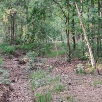 Bosbeheer en brandveiligheid